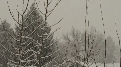 Snow Falling Among Branches 004201 Stock Footage 8680480