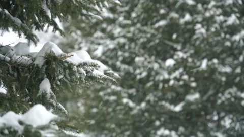 Snow falling among the evergreens 스톡 동영상 237467133
