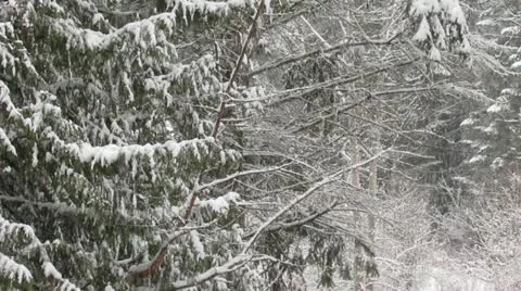 Snow Falling amongst Trees in Winter Stock Footage 11029216