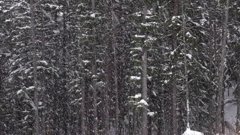 Snow falling in and Alaskan forest Stock Footage 87271602