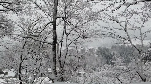 Snow falling and covered trees, country village in winter Stock Footage 115107968