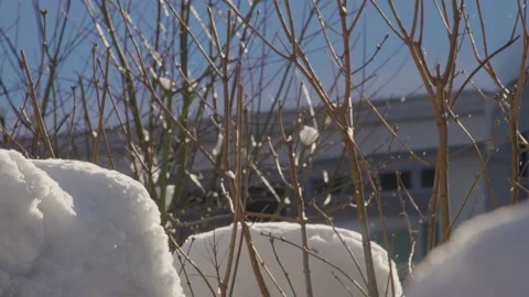 Snow falling and sun shining through branches (Part 4) Stock Footage 218278197