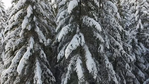 Snow falling and trees Canada Vídeo Stock 90680506