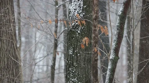 Snow falling and wind blowing in the forest Stock Footage 144196736
