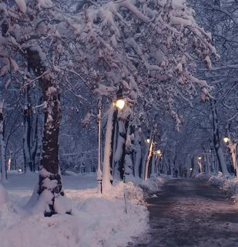 Snow Falling Around Lamppost at Night Illuminating Snowy Trees Stock Photos