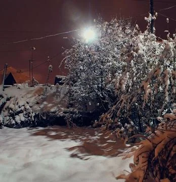 Snow Falling Around Lamppost at Night Illuminating Snowy Trees Stock Photos