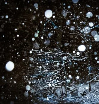 Snow Falling Around Lamppost at Night Illuminating Snowy Trees Stock Photos