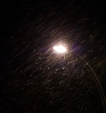 Snow Falling Around Lamppost at Night Illuminating Snowy Trees Stock Photos