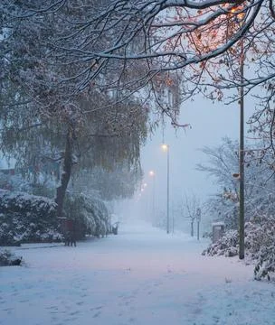 Snow Falling Around Lamppost at Night Illuminating Snowy Trees Stock Photos