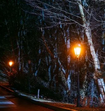 Snow Falling Around Lamppost at Night Illuminating Snowy Trees Stock Photos