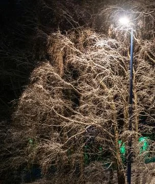 Snow Falling Around Lamppost at Night Illuminating Snowy Trees Stock Photos