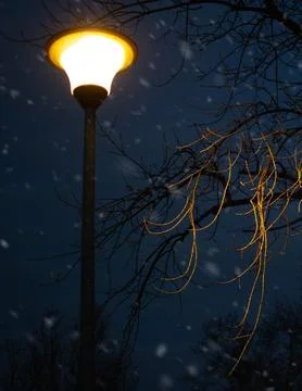Snow Falling Around Lamppost at Night Illuminating Snowy Trees Stock Photos