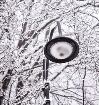 Snow Falling Around Lamppost at Night Illuminating Snowy Trees Stock Photos