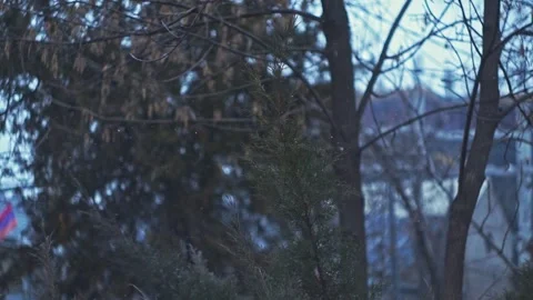 Snow falling around a pine tree in the woods 動画素材 325004452