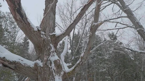 Snow falling around winter tall tree 01 Vídeo Stock 100880748