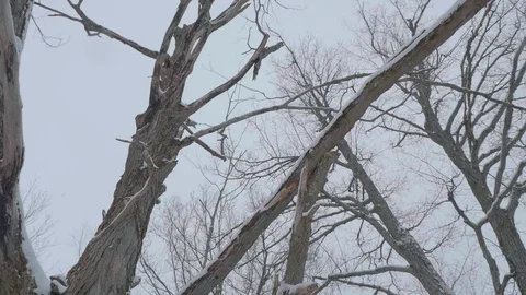 Snow falling around winter tall tree 02 Stock Footage 100880864