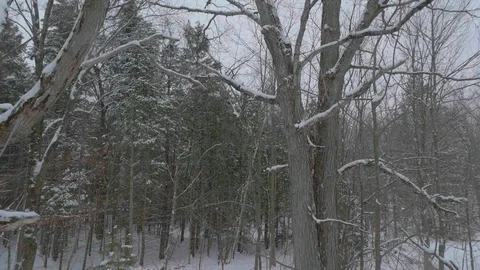 Snow falling around winter tall tree in Canadian forest 01 Stock-Footage 100880907