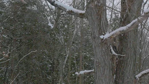 Snow falling around winter tall tree in Canadian forest 02 Stock-Footage 100881026