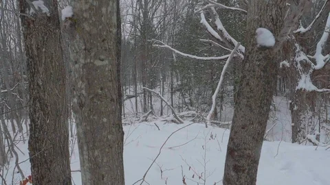 Snow falling around winter tall tree in Canadian forest 04 Stock Footage 100881071