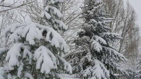 Snow falling on aspen and pine boughs sway gently in breeze Stock Footage 70081836