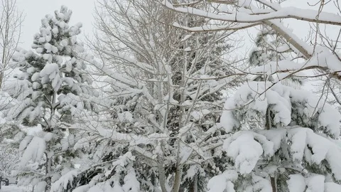 Snow falling on aspen and pine boughs sway gently in breeze Stock Footage 70082694