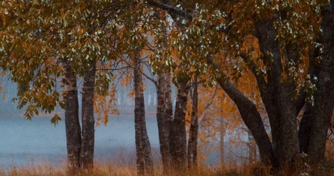 Snow is falling on autumn trees in the park. First autumn snowfall. Golden autum Stock Footage 122277107