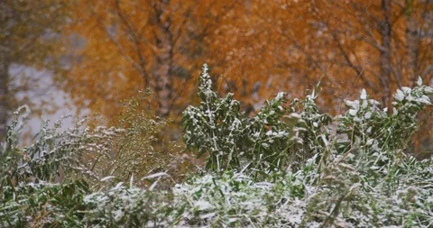 Snow is falling on autumn trees in the park. First autumn snowfall. Golden autum Stock Footage 122277153