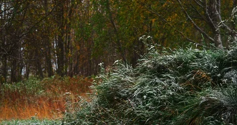 Snow is falling on autumn trees in the park. First autumn snowfall. Golden autum Stock Footage 122279116