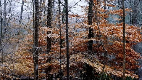 Snow is falling on autumn trees in the park. First autumn snowfall. Golden au Stock Footage 124699549