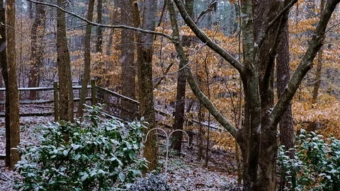 Snow is falling on autumn trees in the park. First autumn snowfall. Golden au Stock Footage 124699558