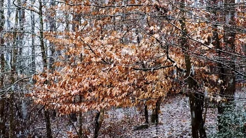 Snow is falling on autumn trees in the park. First autumn snowfall. Golden au Stock Footage 129363892