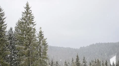 Snow falling on backdrop of evergreen fir trees in mountains Stock Footage 48224536