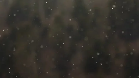 Snow Falling Background with Blurred Forest – Winter Texture Overlay Vídeos de archivo 328301956