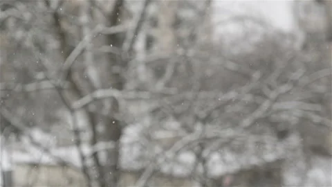 Snow is falling on the background of blurry trees. A closeup of snowflakes. Slow Stock Footage 119878705