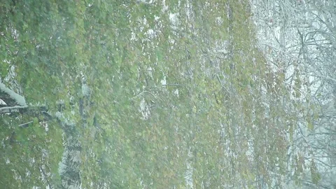 Snow is falling on the background of a green tree in the wind Stock Footage 96188560