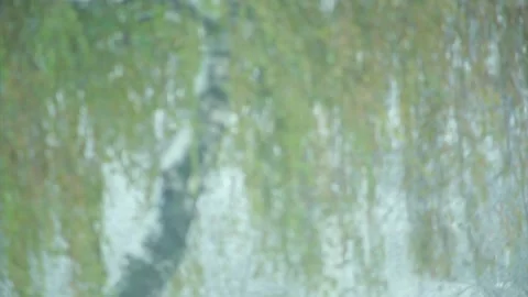 Snow is falling on the background of a green tree in the wind Stock Footage 96188622
