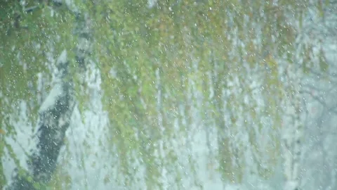 Snow is falling on the background of a green tree in the wind Stock Footage 96188754