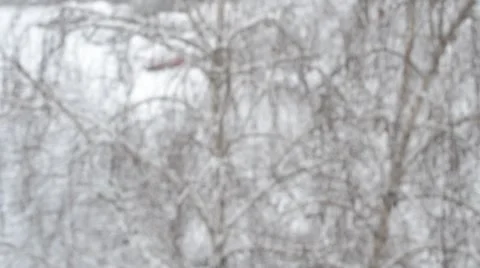 Snow falling on background of leafless birch tree Stock Footage 47002130