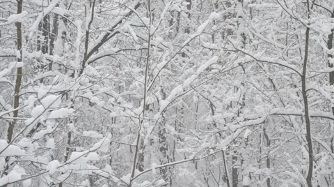 Snow falling on background of leafless deciduous trees Stock Footage 49225150