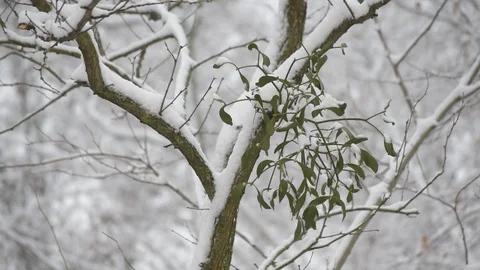 Snow falling on background of mistletoe on tree branch Stock Footage 88346626