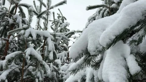 Snow falling background. Pine branch in Winter forest close-up. Stock Footage 260605659