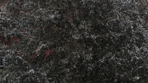 Snow falling on a background of pine trees Stock Footage 147457634