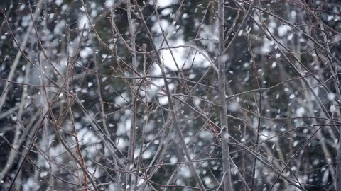 Snow falling background. Slow motion. Beautiful winter in wood Stock Footage 87684850