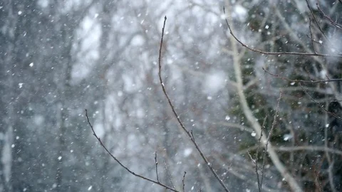 Snow falling background. Slow motion. Beautiful winter in wood Stock Footage 87684865