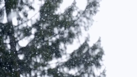 Snow falling background. Slow motion. Beautiful winter in wood Stock Footage 87684936