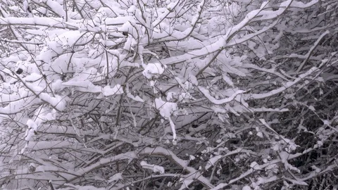 Snow is falling on the background of snowy branches Stock-Footage 88254971