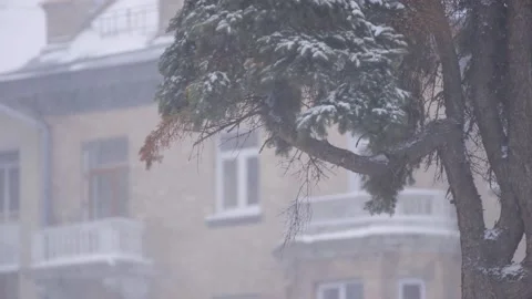 Snow falling on the background of spruce and building architecture. Video stock 143823154