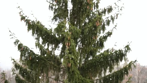 Snow falling on the background of the top of the spruce Stock Footage 124622591