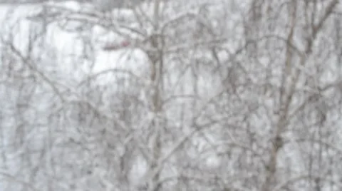 Snow falling on background of tree with dogs in background Stock Footage 46917425