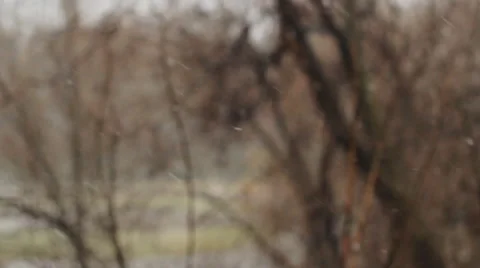 Snow Falling On Background Of Tree Stock Footage 49305189